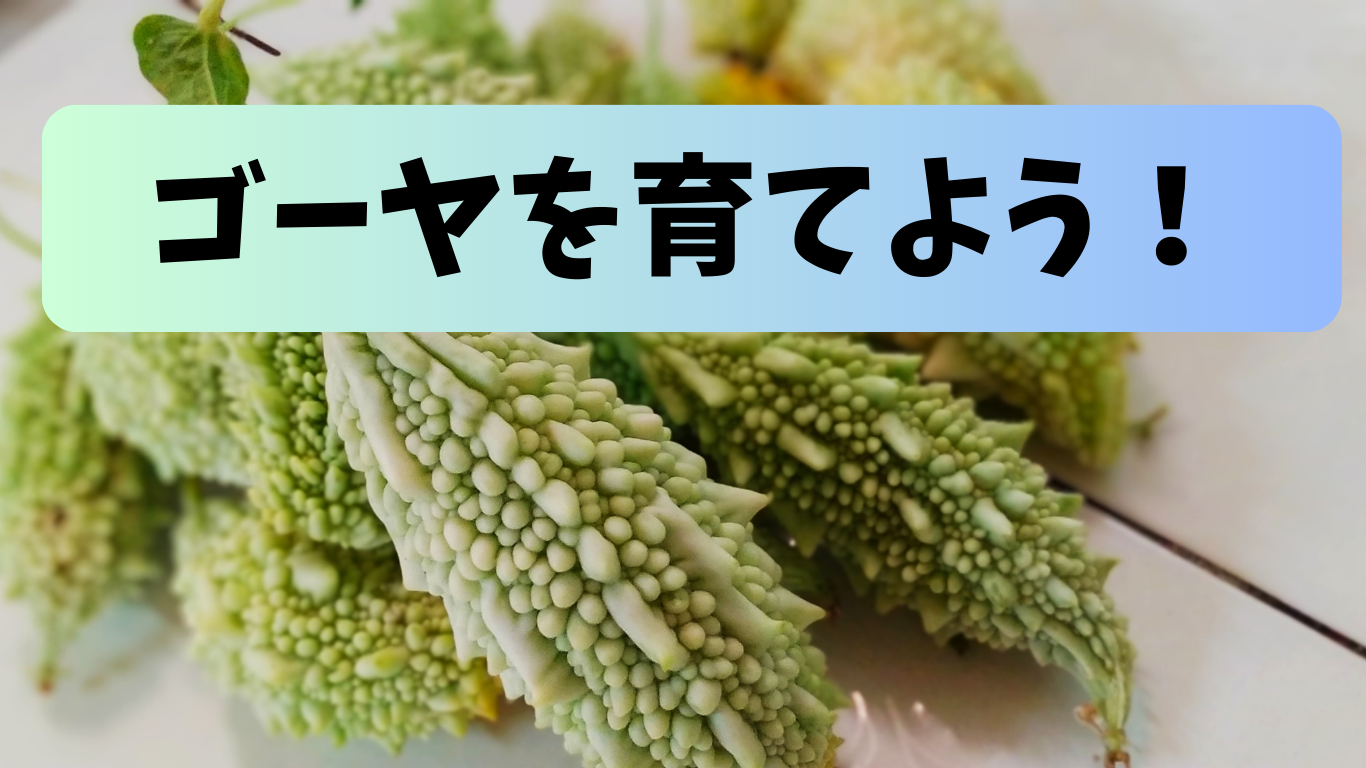 ゴーヤ ニガウリ の育て方と栽培のコツやまむファーム