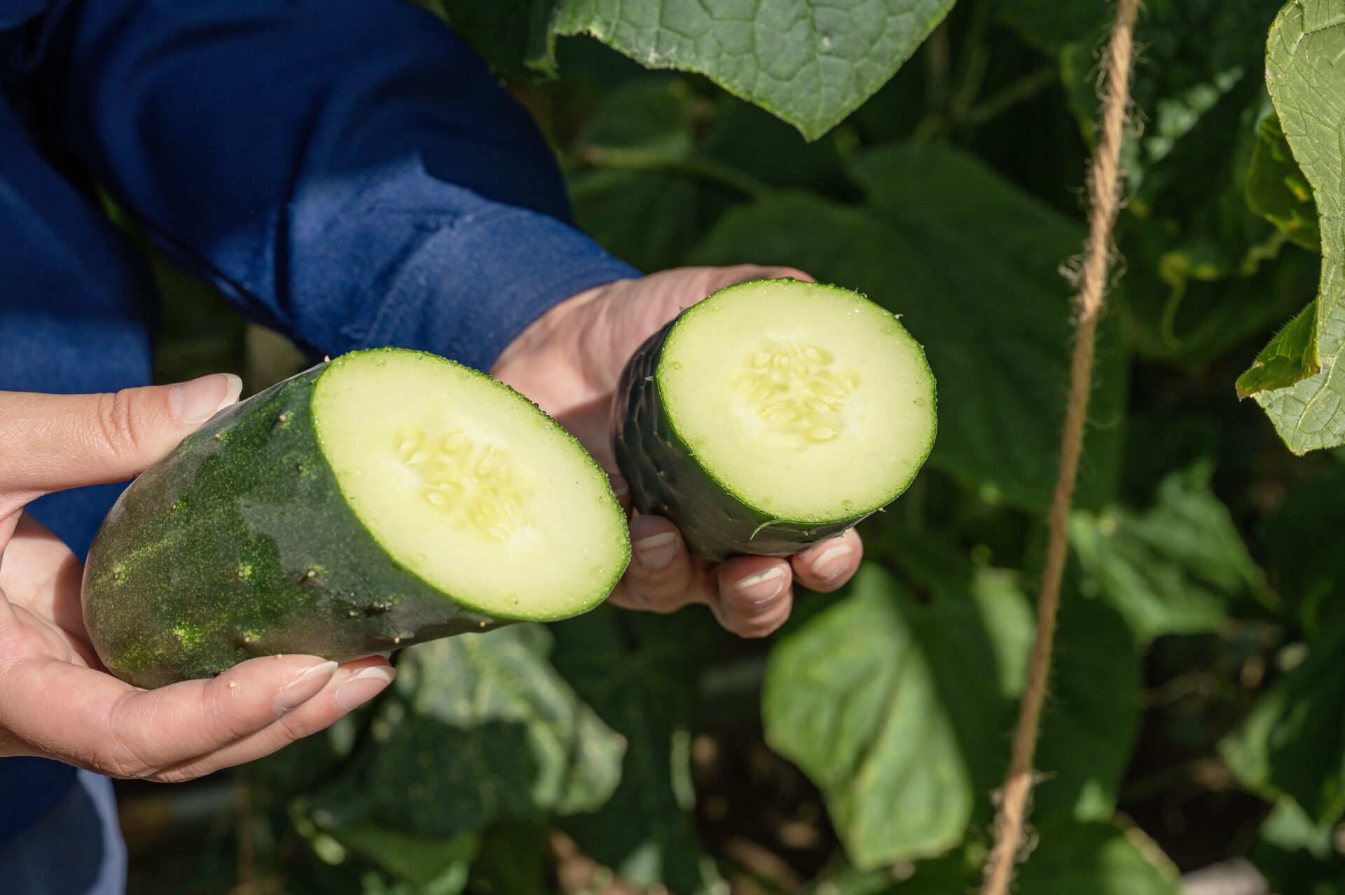 三浦の特産品 ！ 三浦大根 ※ご入金締切 2025年12月31日まで M002-002 大根 だいこん 野菜 ベジタブル 冬野菜 貴重 柔らかい 太い大きい 美味しい 昼食 切り干し大根 料理 おでん なべ 鍋 丸徳農産 ふるさと納税 神奈川県 三浦市 おすすめ ランキング プレゼント ギフト