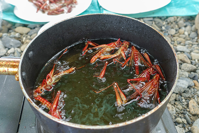 ショウリョウバッタの体のしくみショウリョウバッタを飼ってみよう