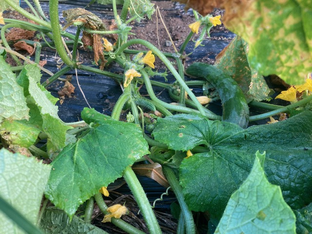 農場便り 『大成功！ときわ地這いきゅうり』