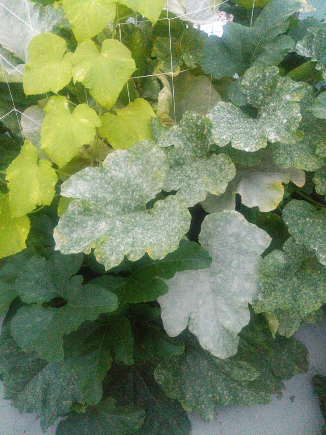 キュウリと“うどん粉病”の果てしなき闘い 枯れ専かーちゃんのベランダ菜園 マイナビ農業