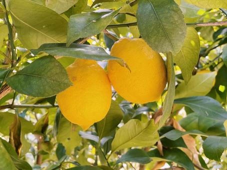 レモン」の写真素材5,899,638件の無料イラスト画像Adobe Stock