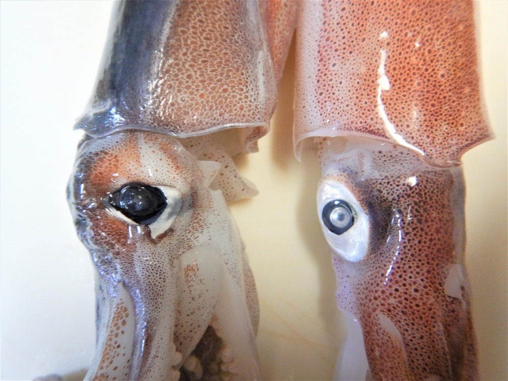 代表的なイカの種類一覧！旬・産地・味わいや見分け方もチェック - macaroni