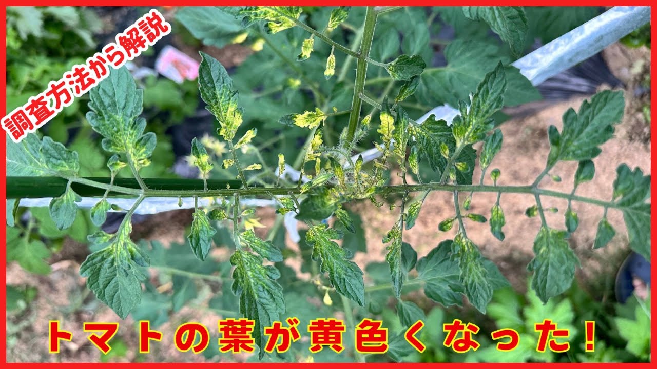 カゴメも実践 黄色い葉は要注意？トマトの高品質・高収量を目指す光合成のコツとはマイナビ農業