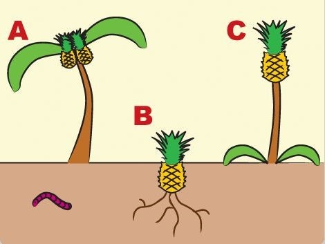 パイナップルの衝撃 – 株式会社ファームプロ