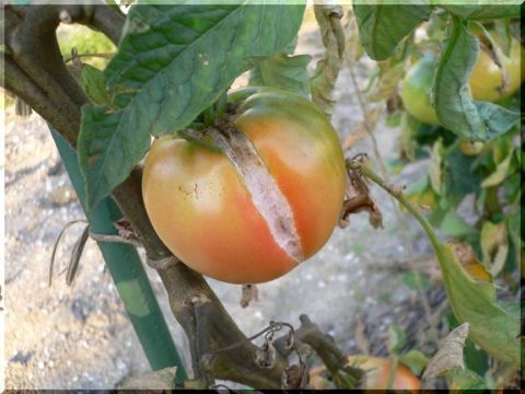 腐ったミニトマトの見分け方ふにゃふにゃになったり黒く変色する？ - Fily