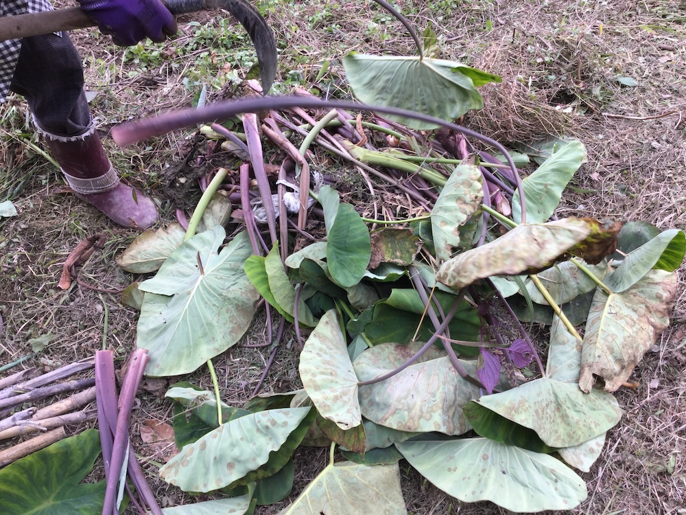 収穫から！芋がらの作り方