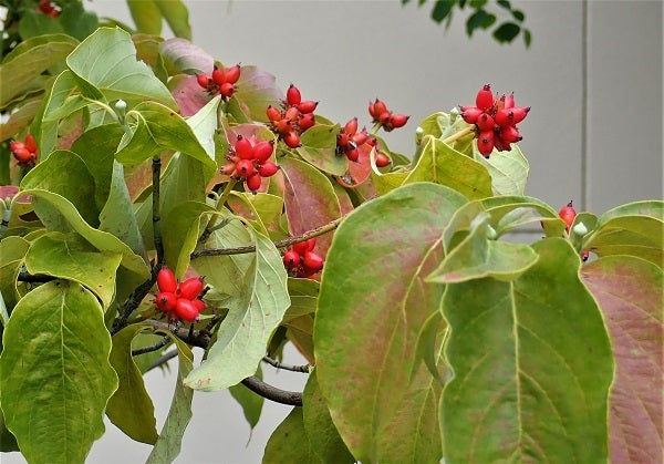 ヤマボウシの実は食べられる？食べ方からジャムや果実酒の作り方LOVEGREEN ラブグリーン