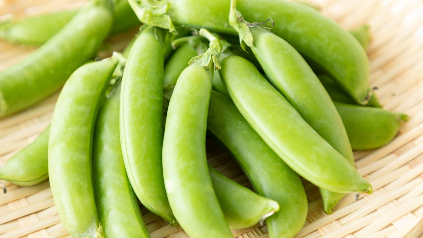 エンドウ 実エンドウ野菜のタネ株式会社トーホク