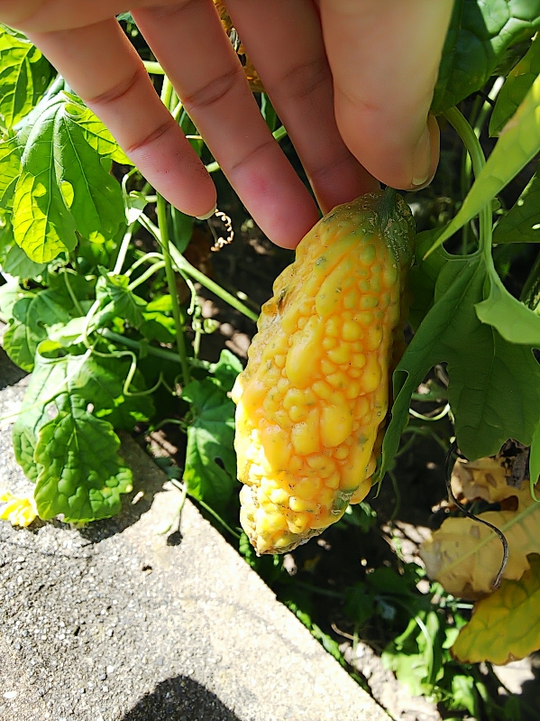 黄色のゴーヤでチャンプルー地球のどこかの青い空の下 どこそら