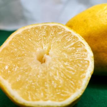 レモンの種から芽 - ハワイ生活のブログ