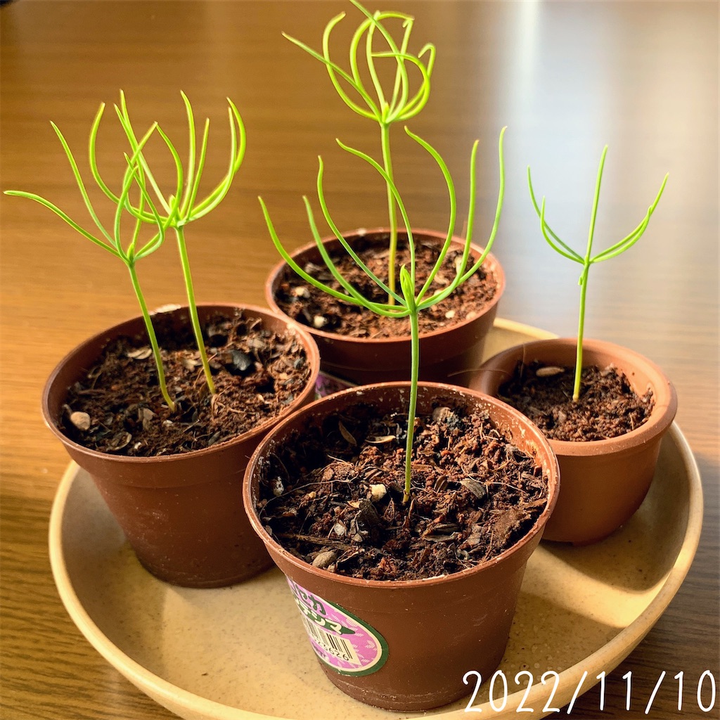 盆栽ガチャを育ててみた。 – おうち雑貨店化計画