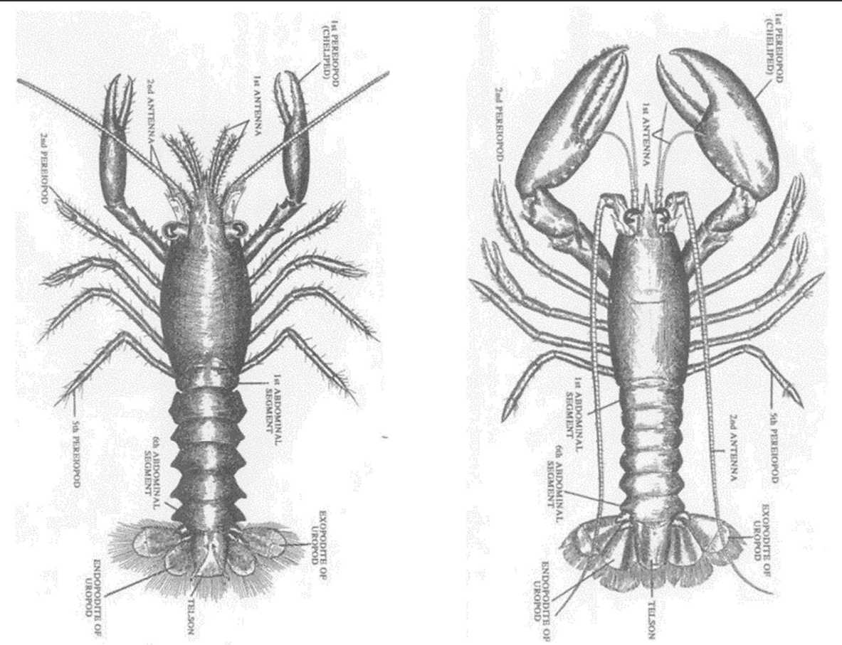オマールエビ 業務用食材の仕入れなら八面六臂