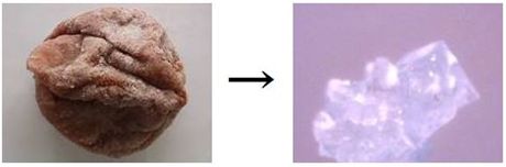 梅干しにカビが生えてしまう原因を解説 カビの見分け方・対策・対処法も紹介梅干しの通販 和歌山の南高梅専門店熊平の梅