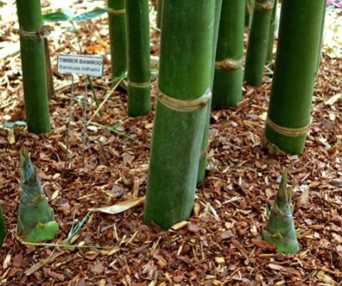 全部いえるかな？野菜の英語名一覧 完全版- 英語ブログ - こども専門オンライン英会話 QQキッズ