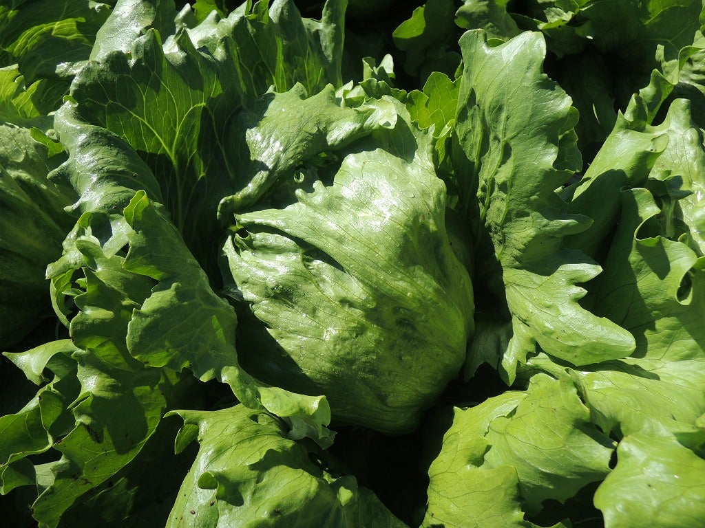 月報 野菜情報－専門調査報告－２００５年１１月