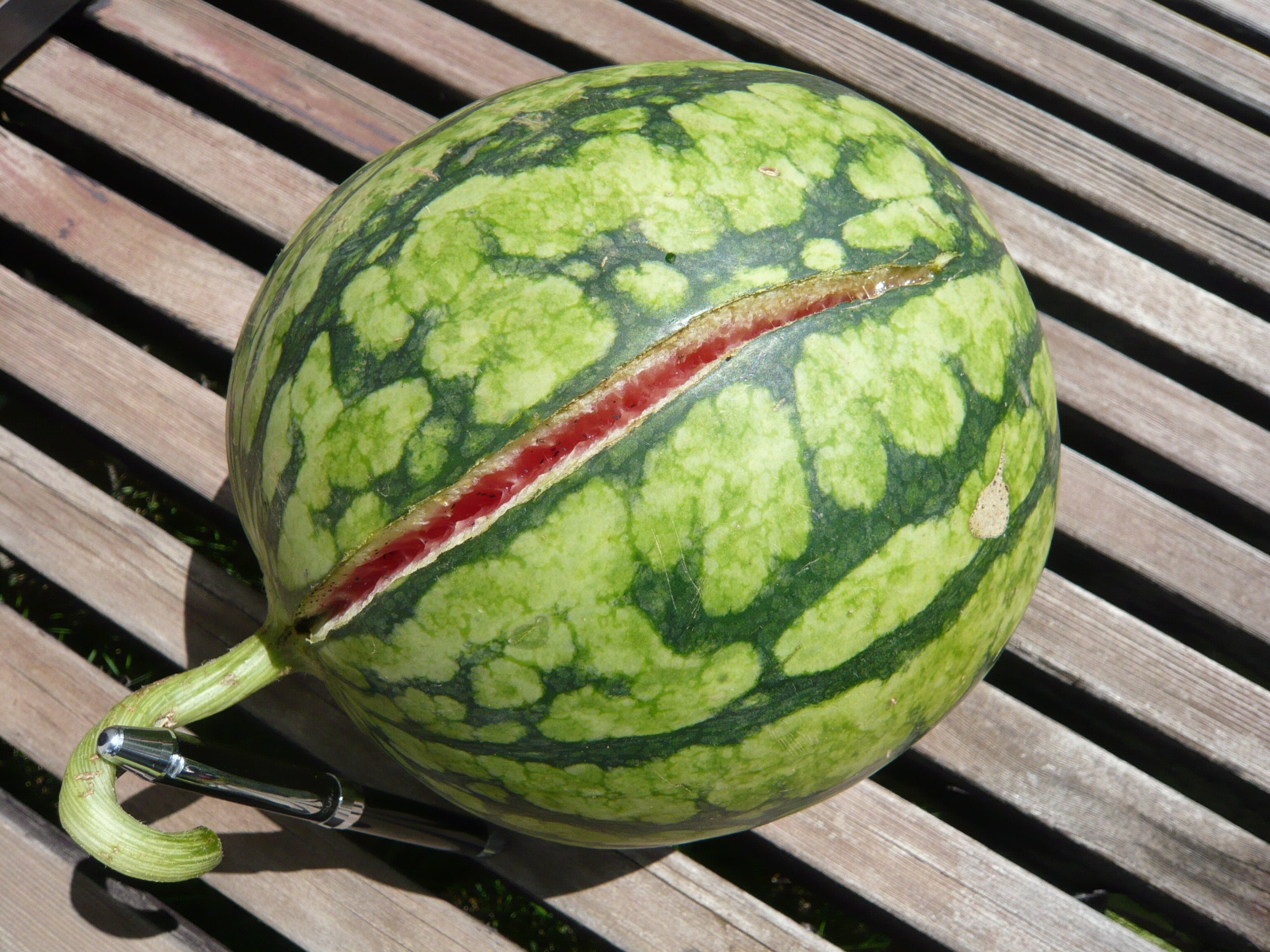 スイカ 実が割れる理由と対策スイカの育て方.com