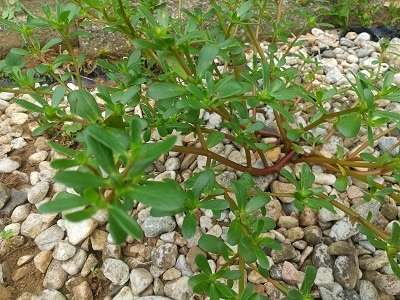 スベリヒユがウマすぎるのでたくさん料理してみた東京でとって食べる生活
