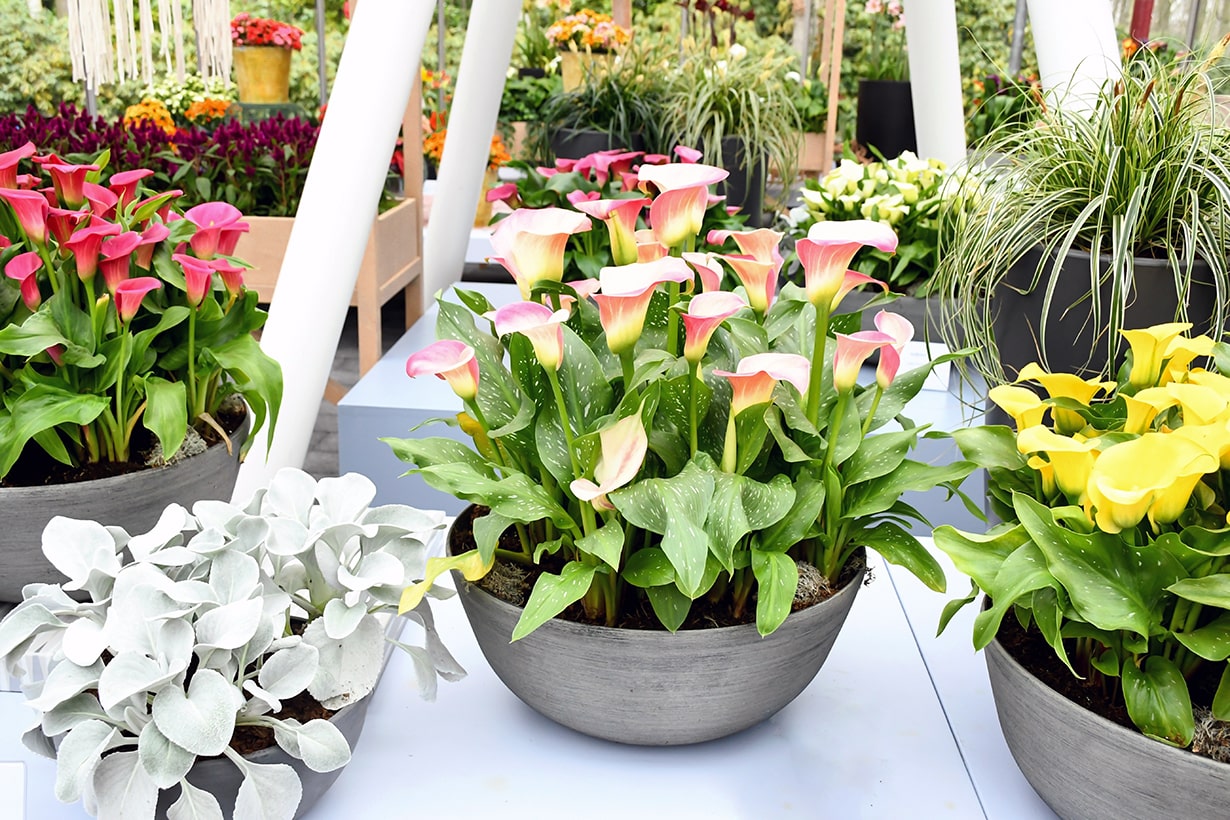 カラーの育て方・お手入れ方法花のプロである生産者が教えます。 WFS