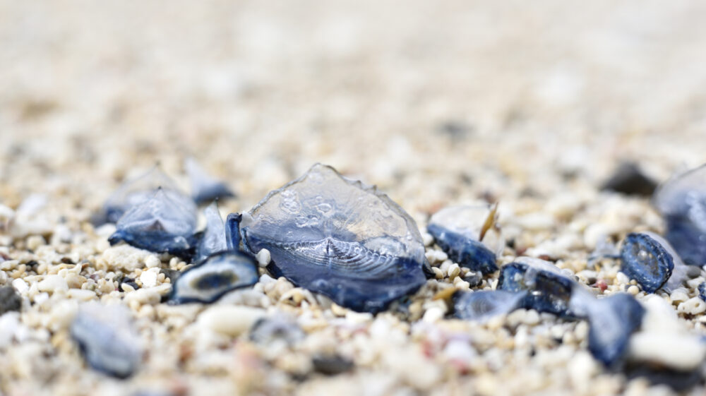 ≪海鮮藁焼き処 土佐男 TOSAO≫ 高知県まで行かなくても食べられる！ 久礼漁港から仕入れたカツオ