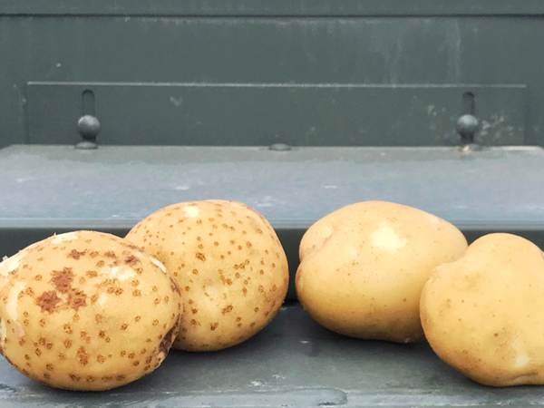 掘りたてのジャガイモに白いフワフワしたものが？ : r vegetablegardening