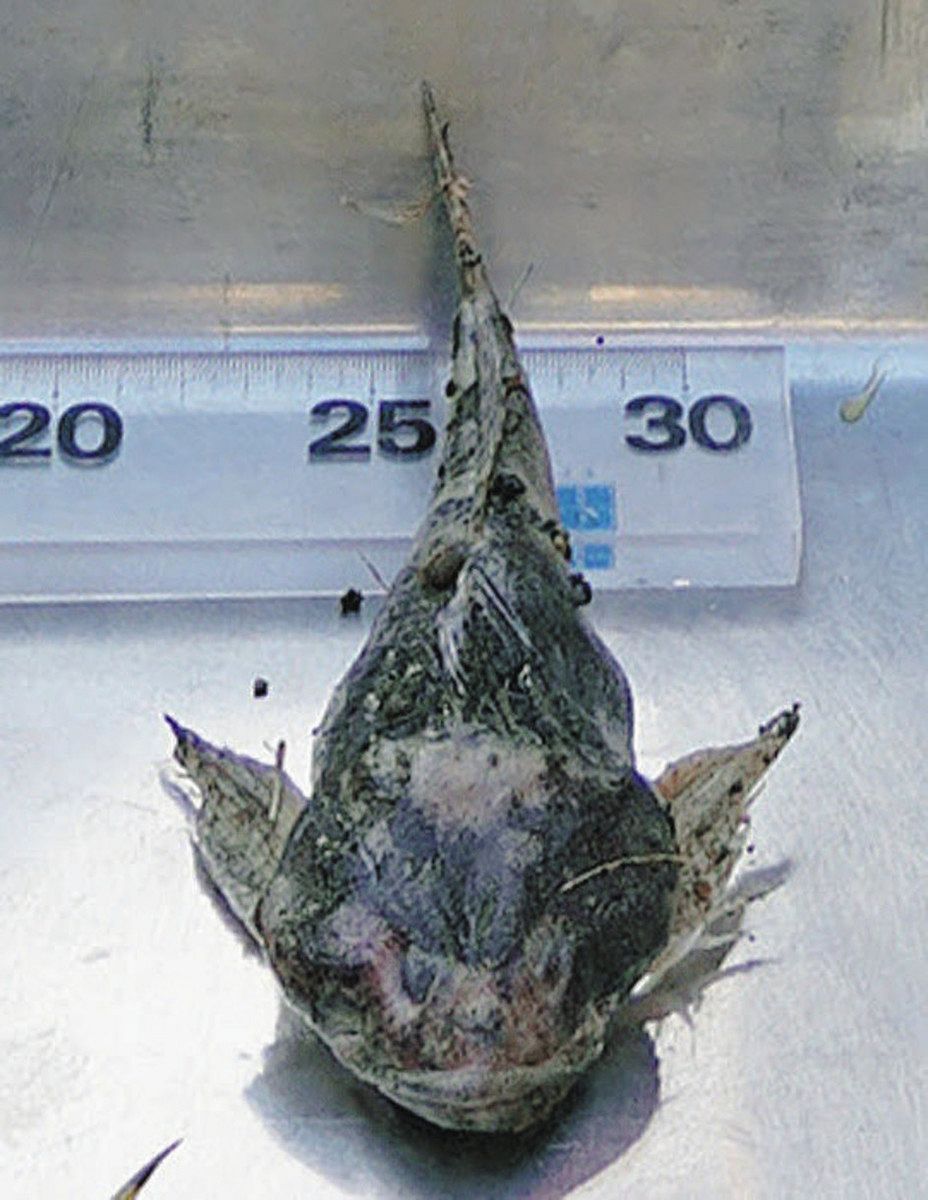 九頭竜川、幻の魚アラレガコ発表会先日、 松岡のさぎり屋さんにて、@sagiriya_ayu 飲食店によるアラレガコ料理発表、新幹線県内開業を前に周知、啓発を目的にしたPRをさせていただきました。予想以上のメディア関係の方々の関心が大変嬉しかったです。また私たち世代