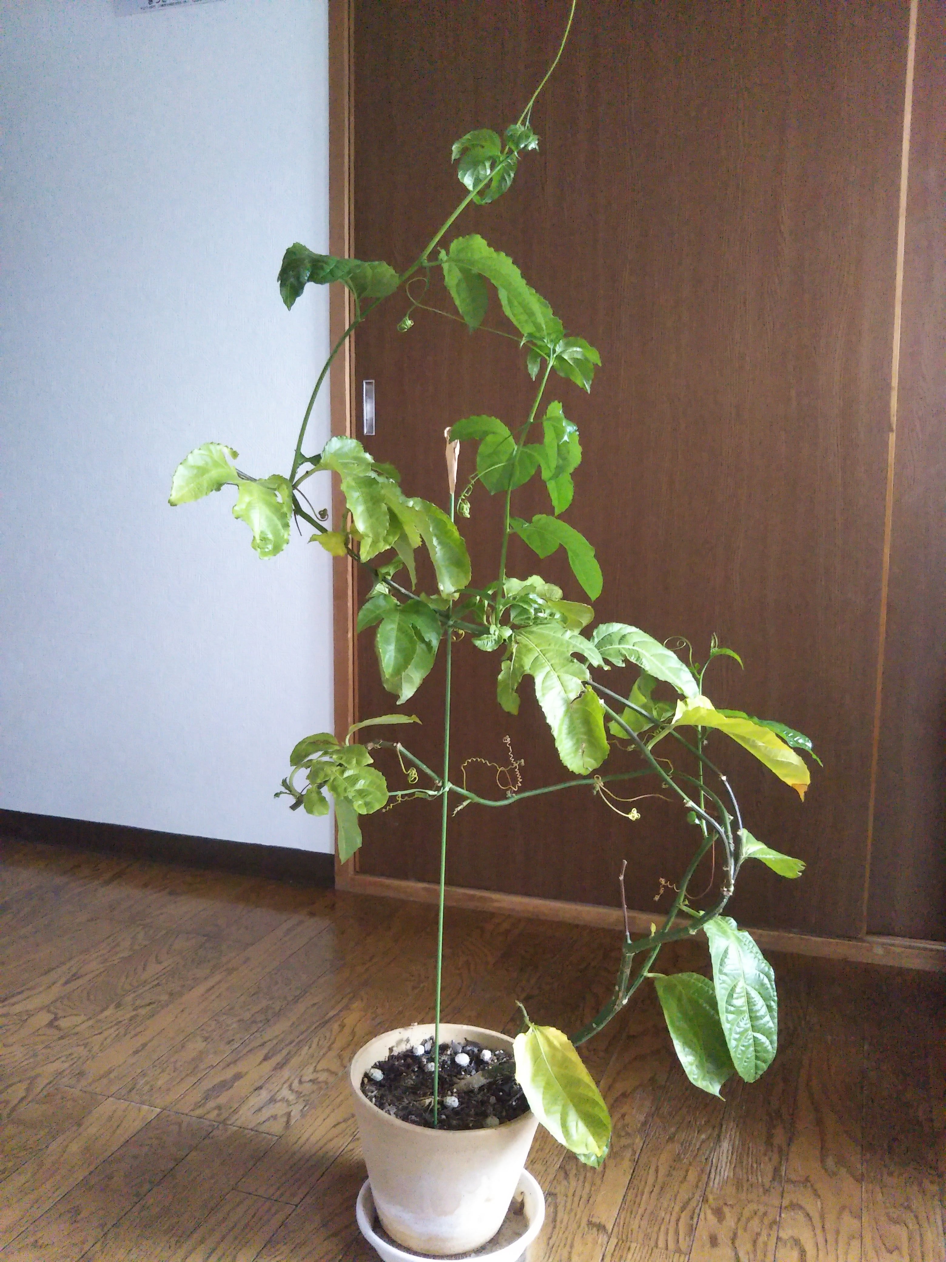 パッションフルーツの冬越し方法工房JIN