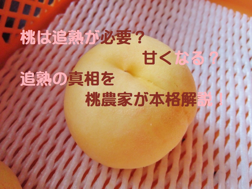 桃の追熟を極めよう