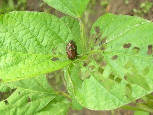 大豆を作ろう。 ⑤開花期の潅水農舎 のうや オガッサ 小板和由