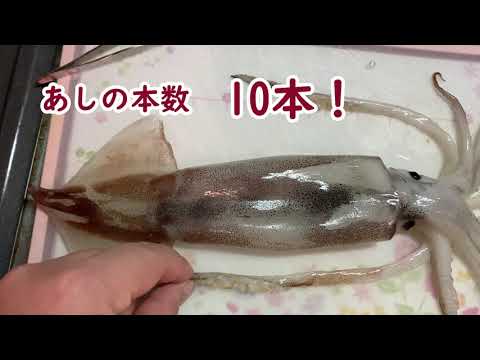 珍 足が“11本”のアオリイカ釣り上げられる 標本にして博物館に