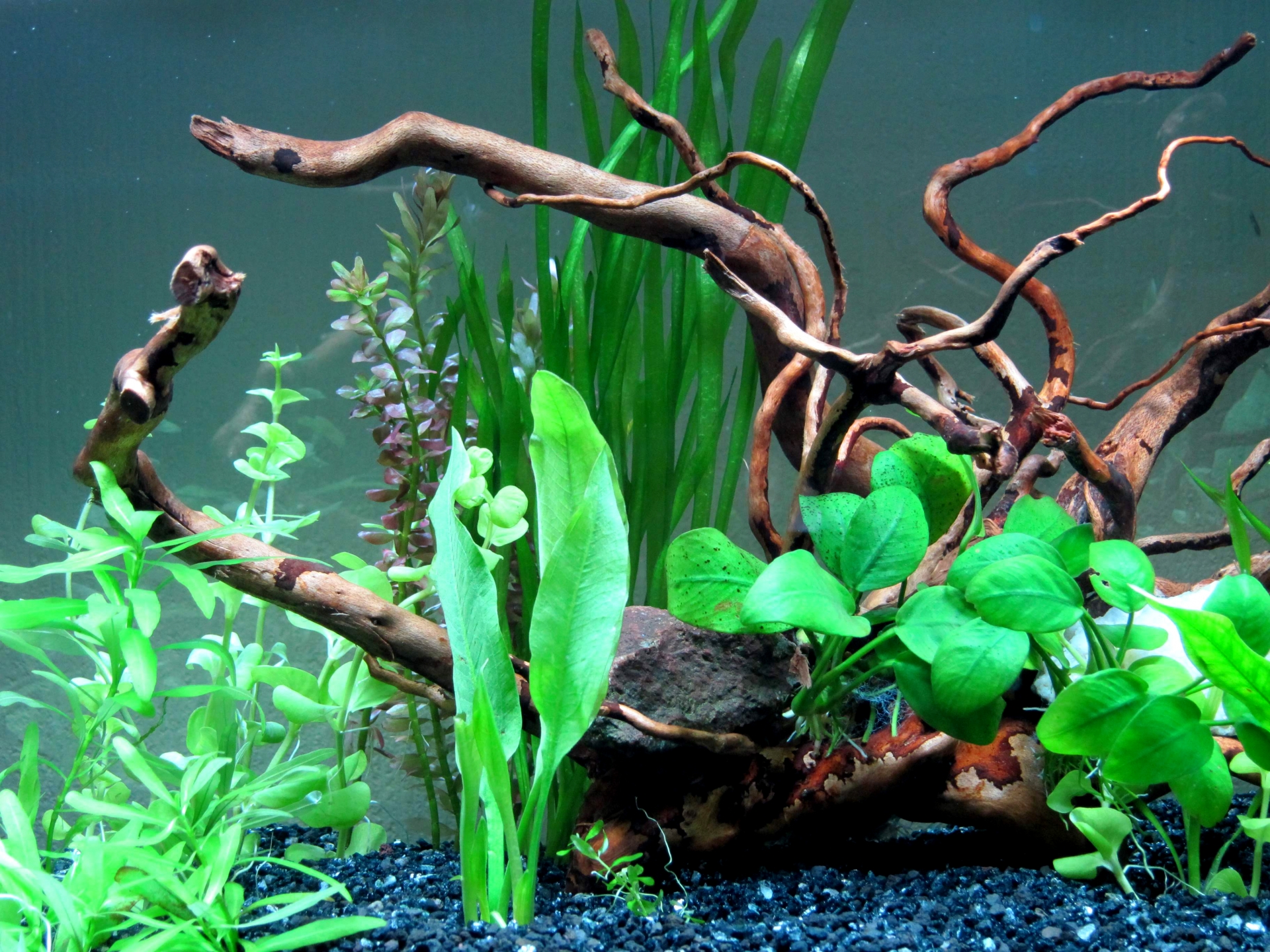 熱帯魚」をたのしむWOOTANG ウータン 水だけで育てる観葉植物-水耕栽培通販サイト