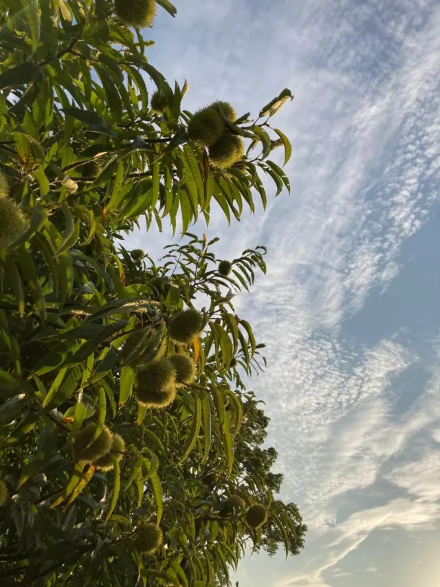 40種類ものフルーツが実る木「Tree of 40 Fruit」 - GIGAZINE