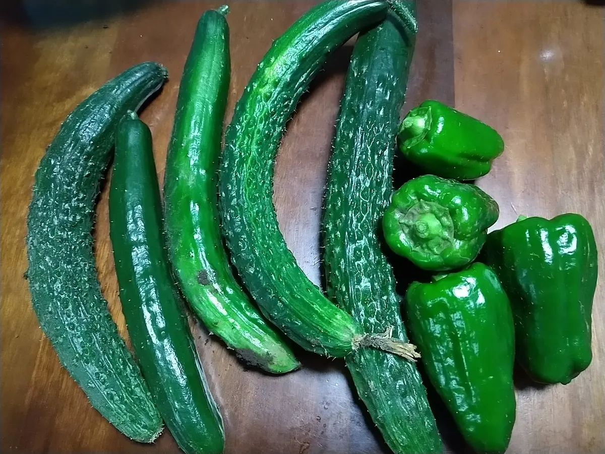 キュウリのイボありが美味い！「四葉きゅうり」とイボの話。徳島の産直市 喜多野安心市 の２代目が伝えたい！やさいの話とか、農業の話とか