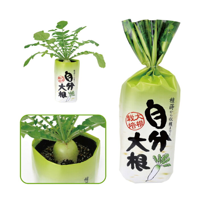 リボベジ 再生栽培かいわれ大根を育てました。りょうのメモ帳