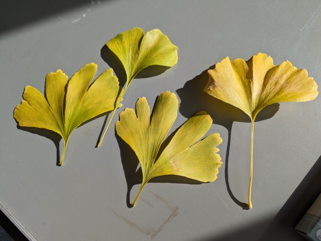 銀杏の葉っぱで遊んでみよう！ いちょう相撲・きつね：２種・ぞう・ちょうちょの5種類 写真付きで紹介 > のびのびキャンプ