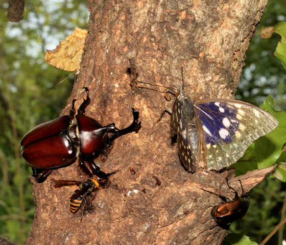 樹液はなぜ出るのか？その理由と近年樹液性昆虫が増えている理由の考察 - 蓼食う虫も好き好き