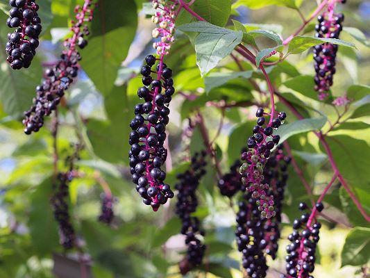 花桃の実は食べられる？桃との違いや美味しい食べ方を紹介！産直プライムブログJA連携！産地直送通販なら産直プライム