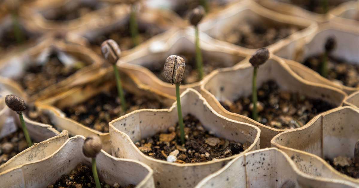 コーヒーの赤い実を収穫観葉植物ブルーミングスケープ ブログ