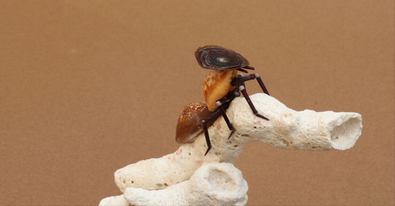 ナベブタアリ属の成体黒カメアリの写真素材・画像素材 Image 180045617