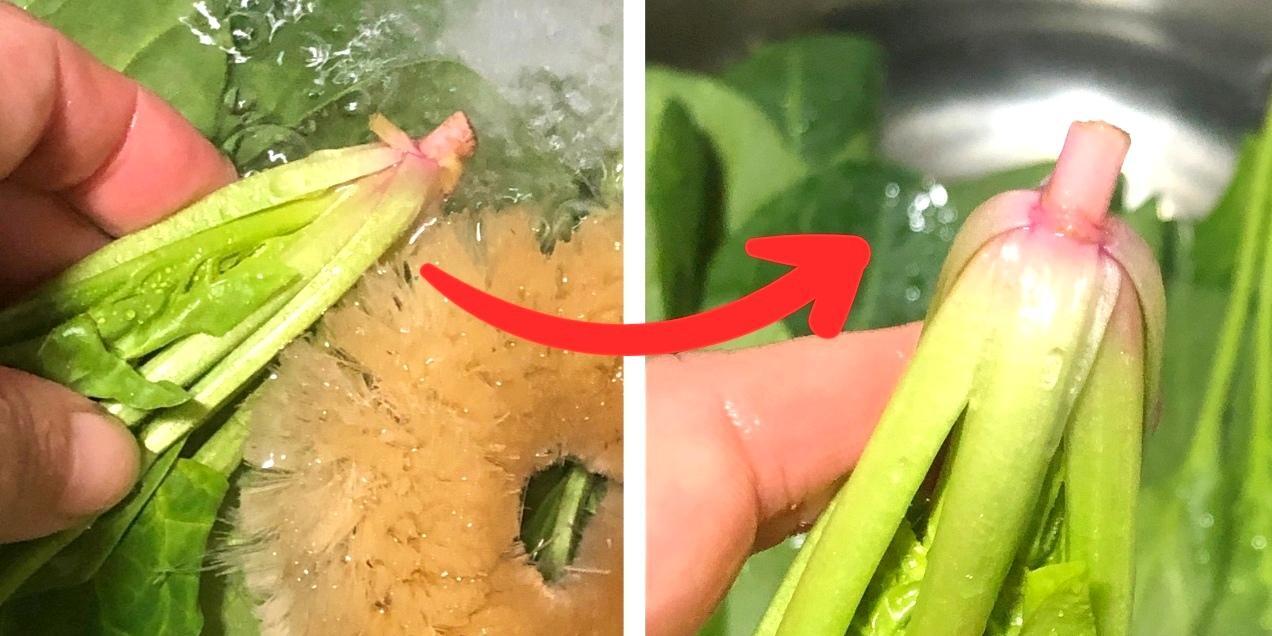 ほうれん草の根元の赤い部分を捨てていませんか？みなとの野菜大辞典