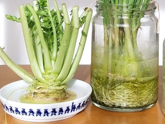 再生栽培 リボーンベジタブル で大根の種取りする方法マイホームの予定表