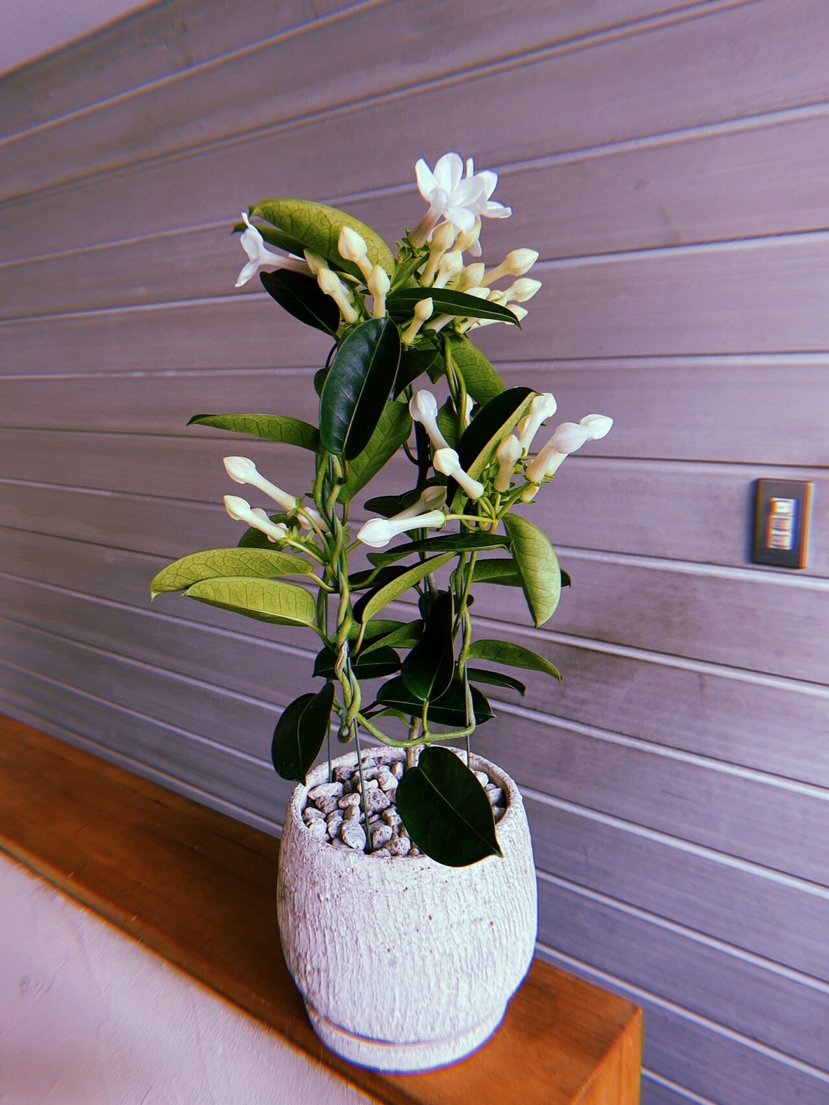 Lesson5 ジャスミン茶のゼリー ハーブのソース添え株式会社芸術生活社