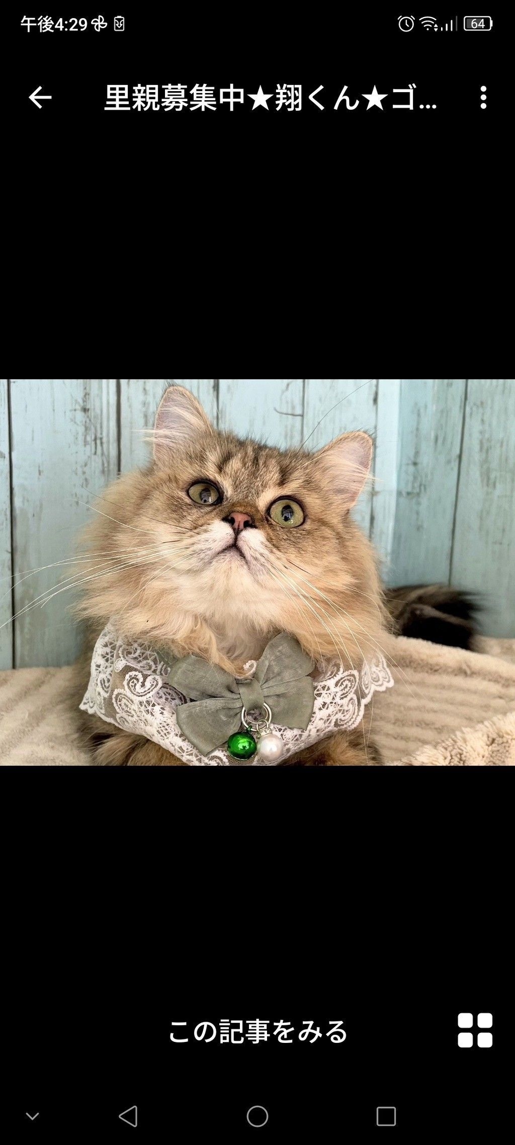 猫の手作りごはん 釜揚げシラスと桜海老のレシピ猫との暮らし大百科