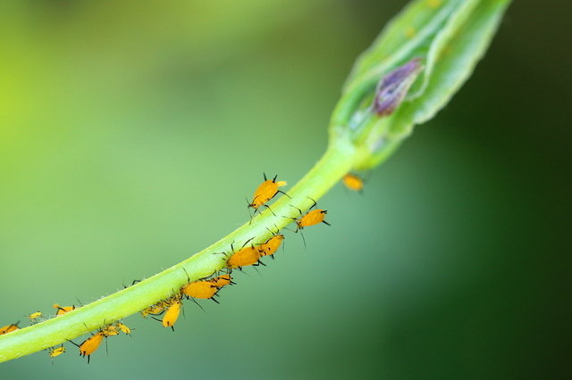 樹液レストラン: 新開孝の昆虫手帖