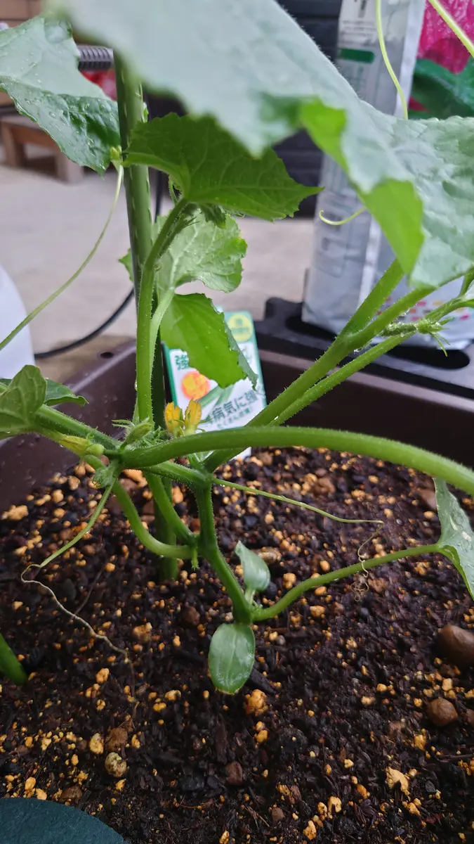 キュウリ④摘心・追肥 プランター栽培 子供たち向けに解説！ツルごとに1本が目安