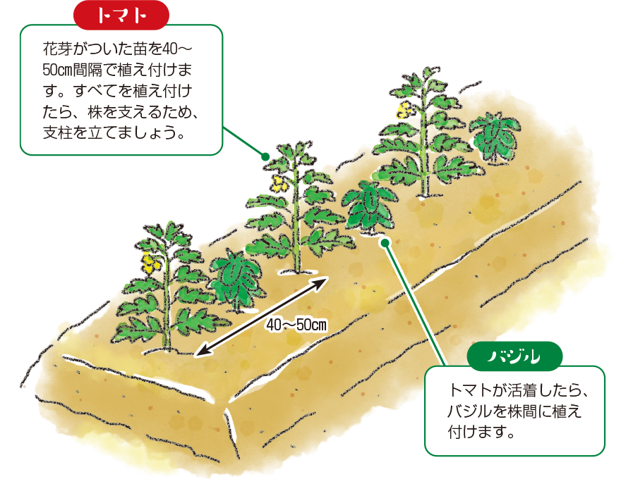 マリーゴールド アフリカ🌼」 雨の中、背丈の高いアフリカンマリーゴールドを植えてみる😄 オレンジ色が良いです👍 “ピーマン” “ミニトマト”を追加で定植🍅 大きなくなるといいなぁ😄アフリカンマリーゴールド マリーゴールド ピーマン ミニトマト 野菜ソムリエ 市民