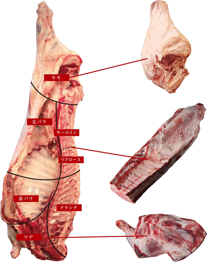 牛肉3D部位解説：ハツ公式 北海道十勝 トヨニシファーム