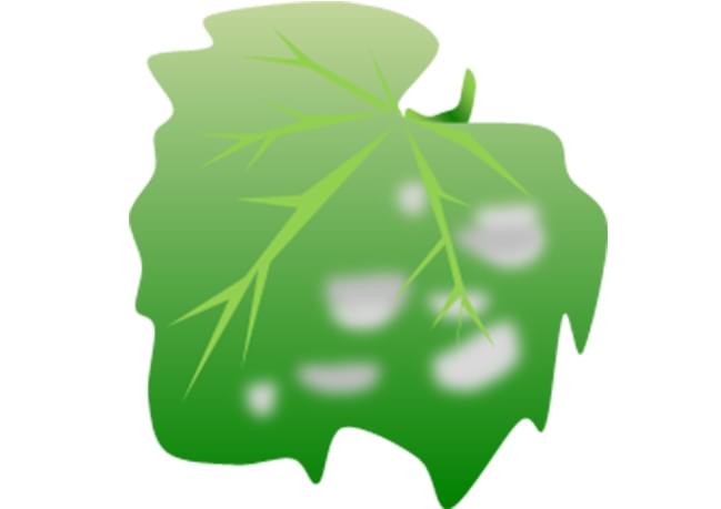 オクラ栽培の詳細版 スケジュールなどまとめ