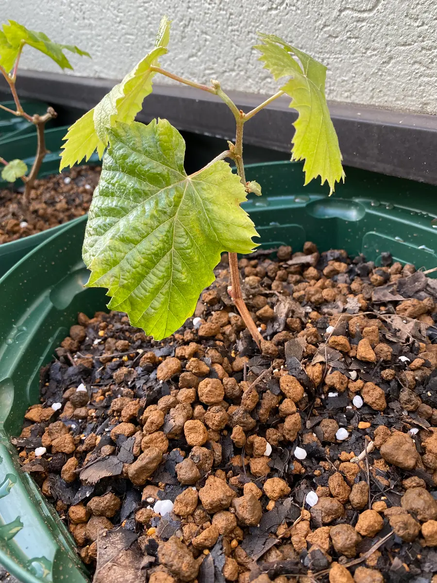 ブドウの栽培管理NOSAI山梨