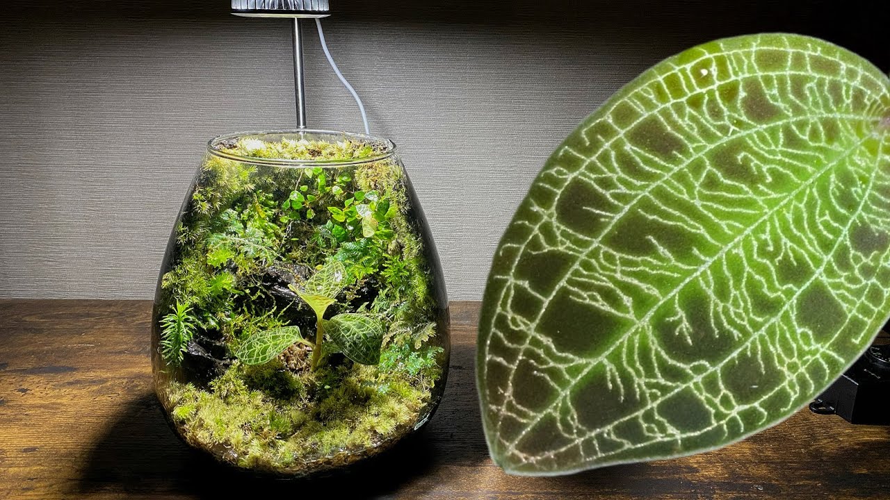 観葉植物 マコデス ぺトラ ランプボトル入り １鉢ジュエルオーキッド : チャーム charm ヤフー店 - 通販 - Yahoo!ショッピング